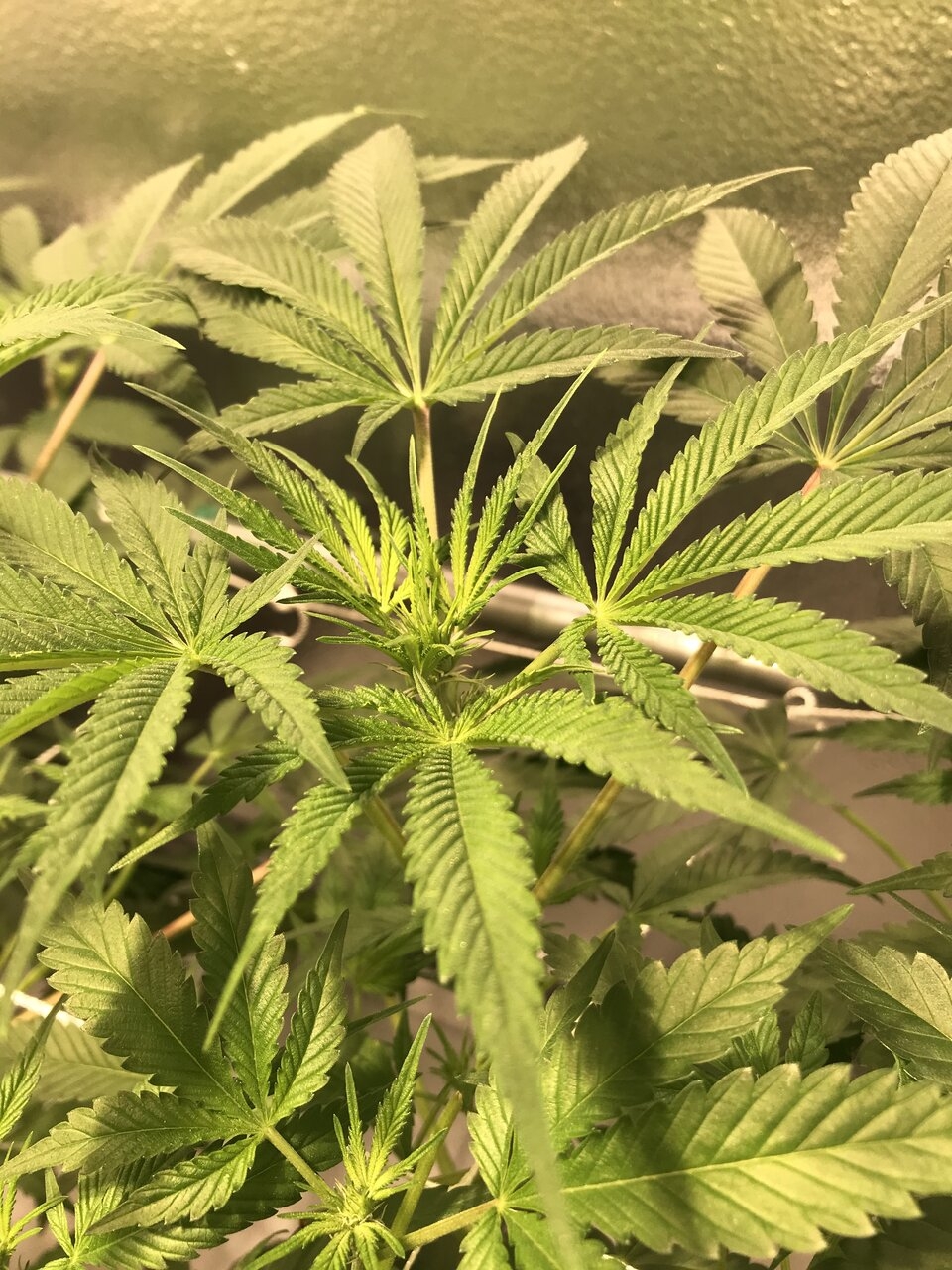 Day 5 flower