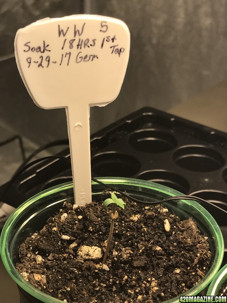 Day 5 plant 5