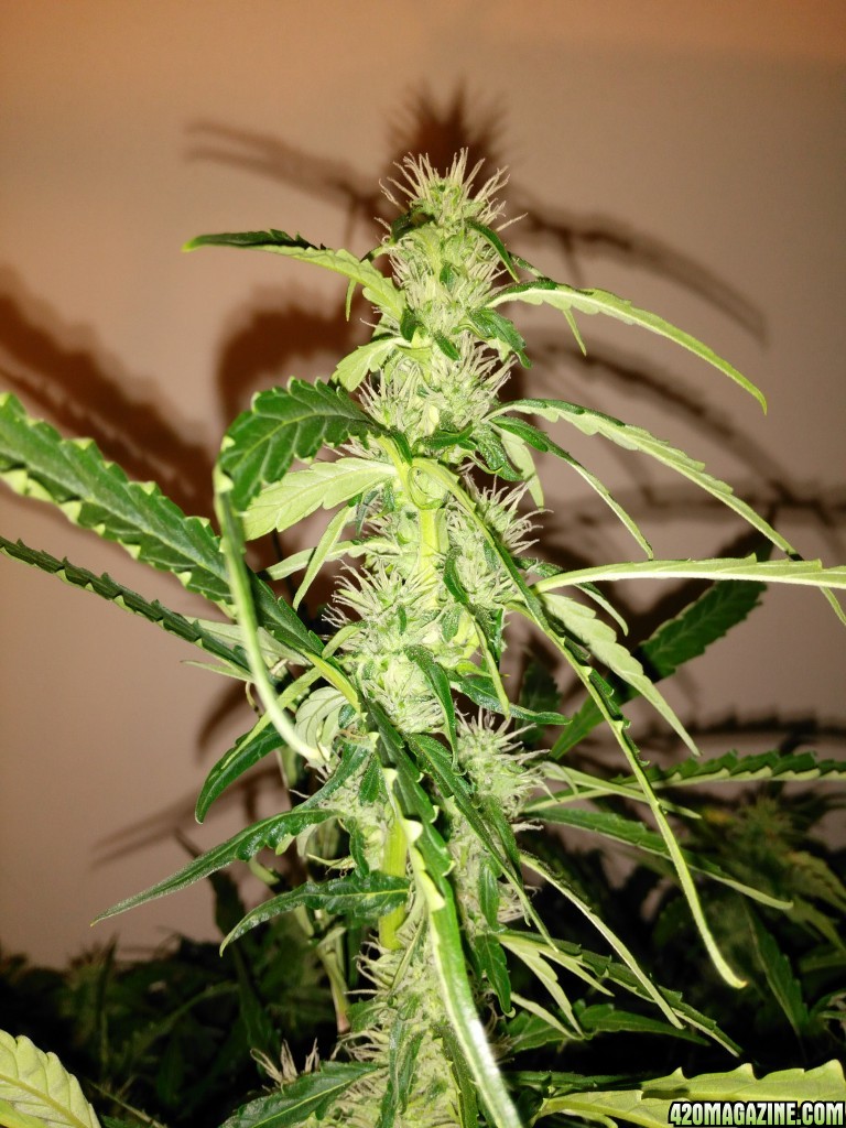 Day 50 Auto Polar Express