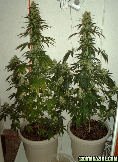 Day 50 Both WRs