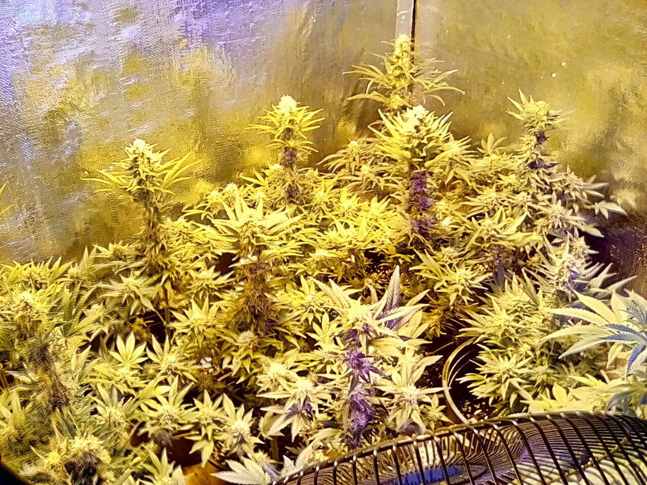 Day 51 of the flip.