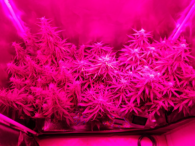 Day 51 SR - Day 49 NL