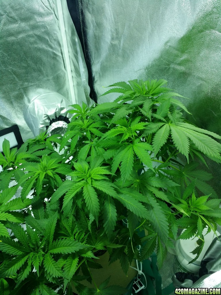 Day 52 Plant #2