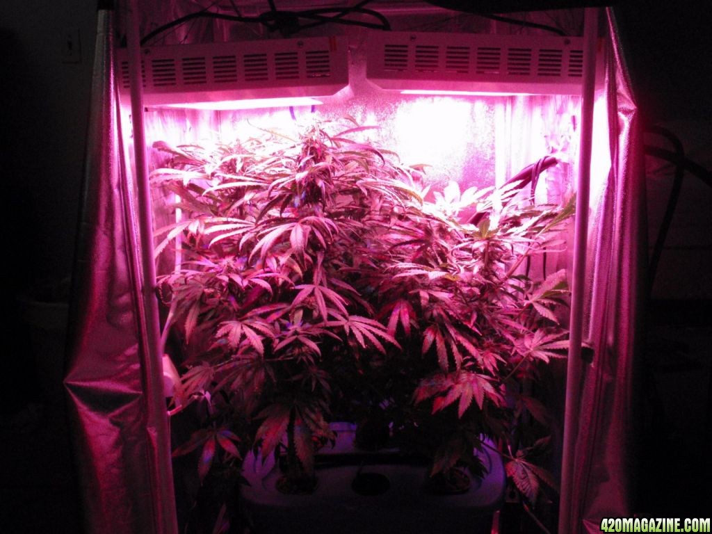 day 53 @ 12/12 under 252w of LED