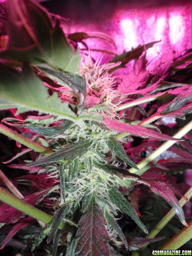 day 53 @ 12/12 under 252w of LED