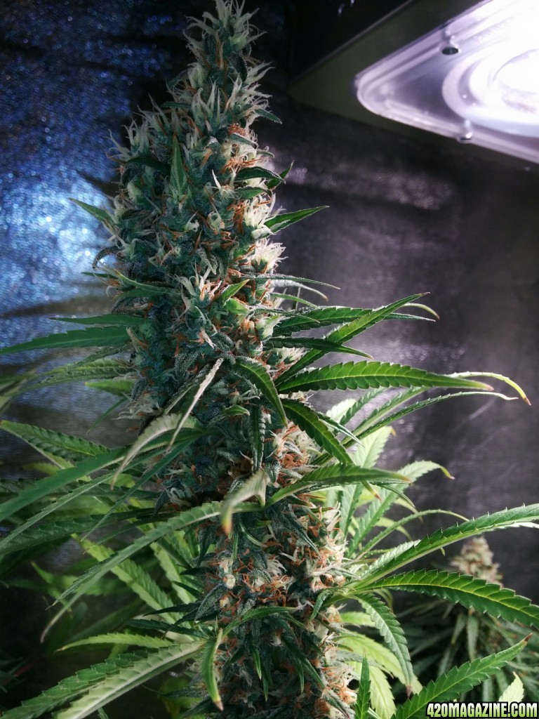 Day 53 Flowering Tangie Genetics strain phenotype hunt with Budmaster LED g