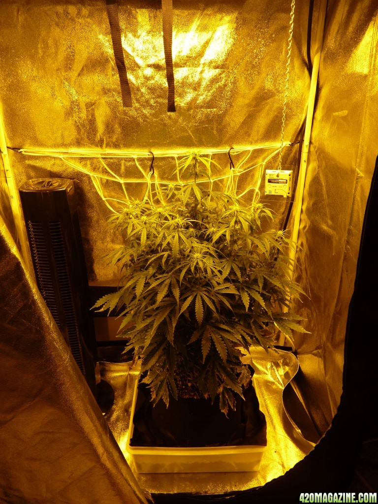 Day 53