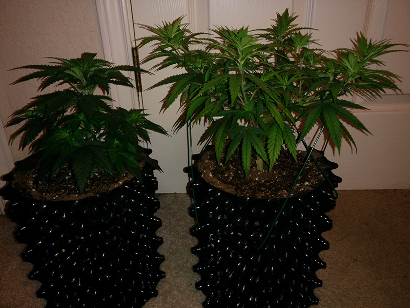 Day 54 AK48 - Day 47 WW Pic 2