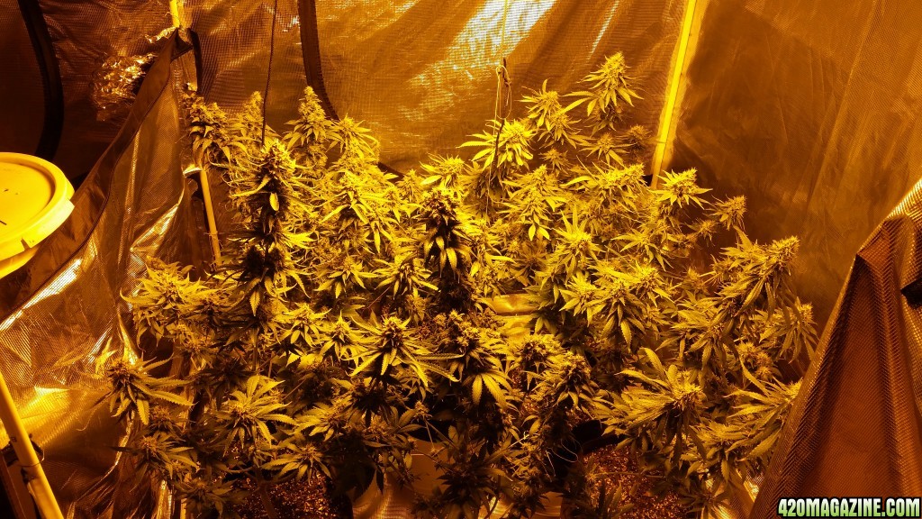 Day 57 flower