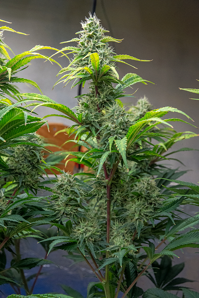 Day 57 of 98 AG bud 23 Dec.jpg