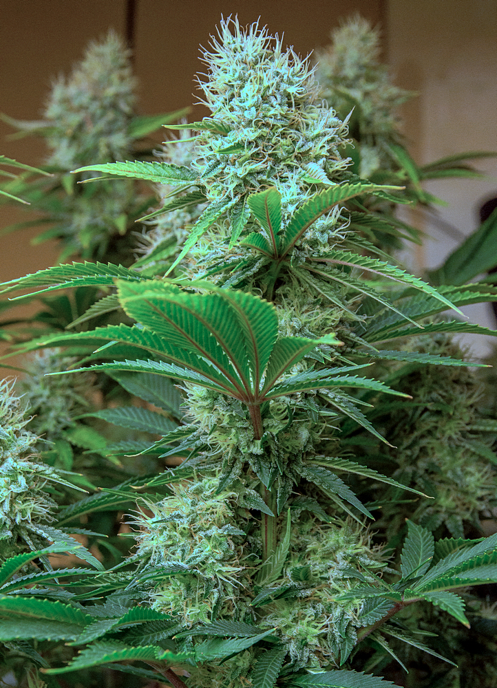 Day 57 of 98 CG bud 23 Dec.jpg