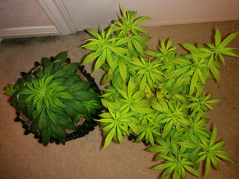 Day 58 AK48 Day 51 WW