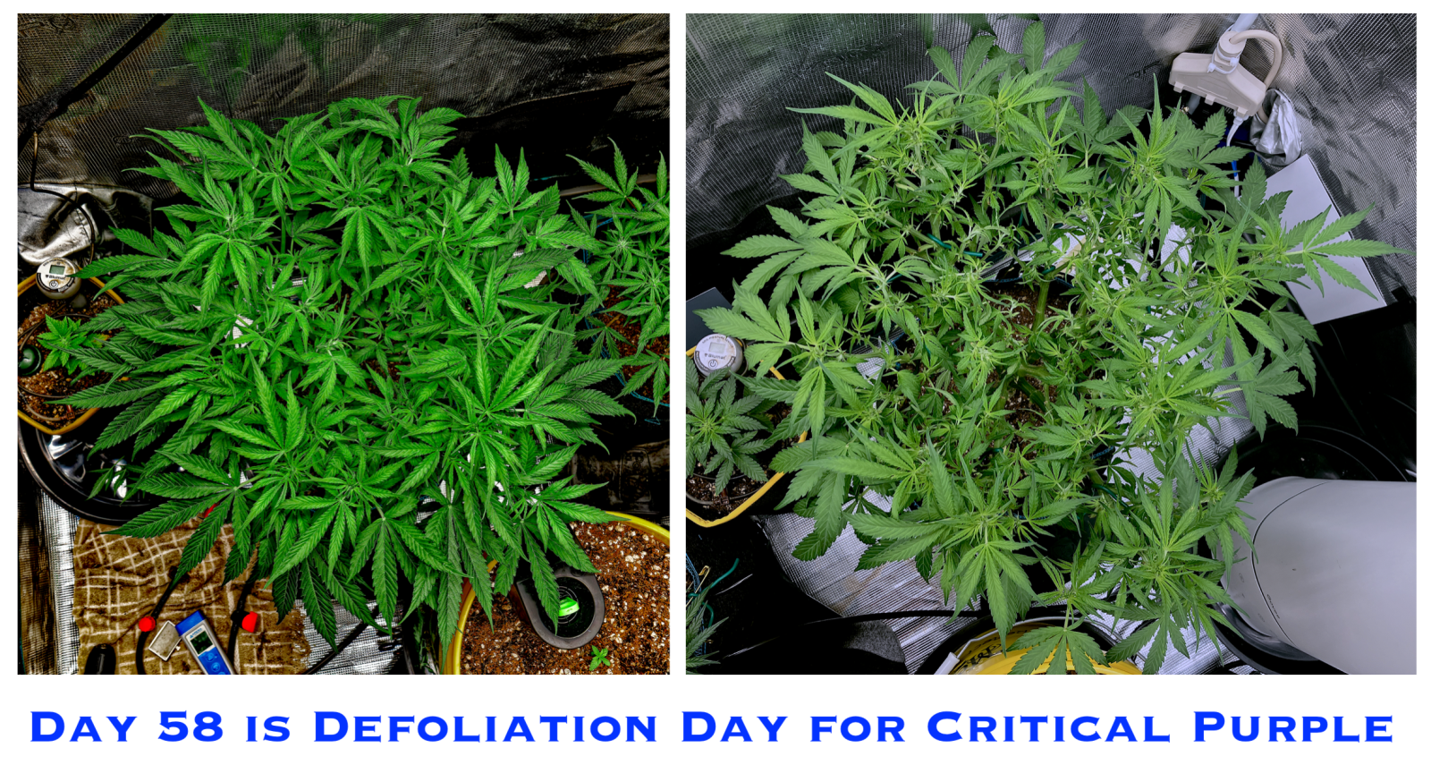 Day 58 CP Defoliate Top Compare.png