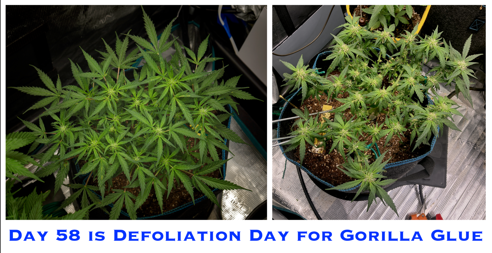 Day 58 GG Defoliate Top Compare.png