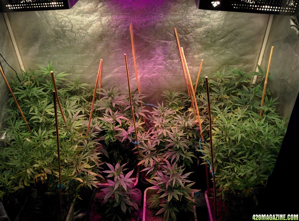 Day 6 flowering testing the budmaster far red emerson led grow lights