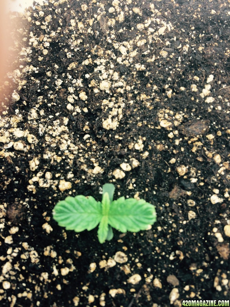 Day 6 (Sprout 1) - Candy Cane Auto