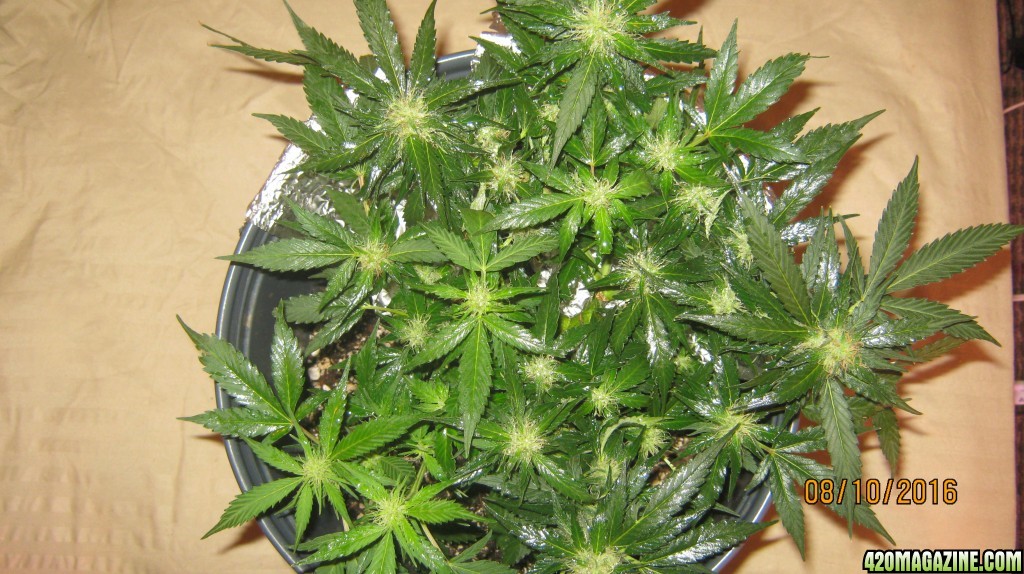 day 60 blue treacle