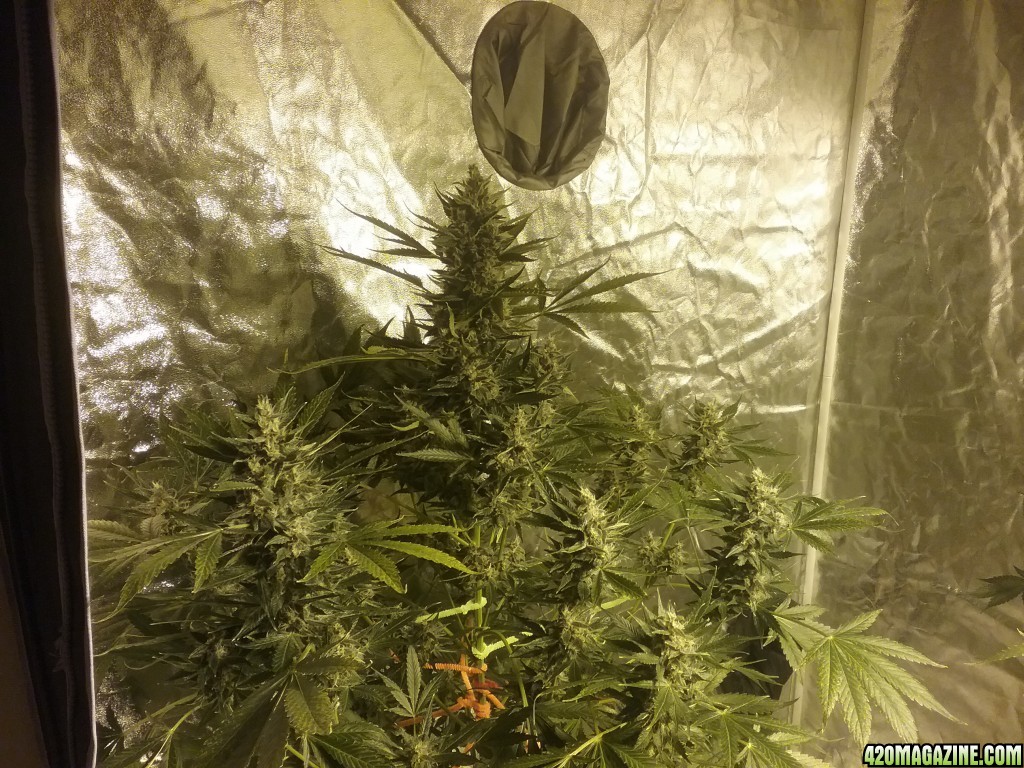 Day 61 DC1