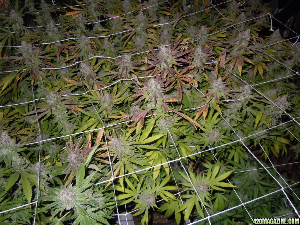 Day 61 Harvesting