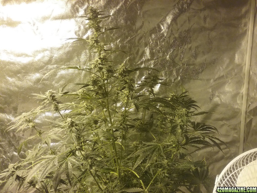 Day 61 JK1