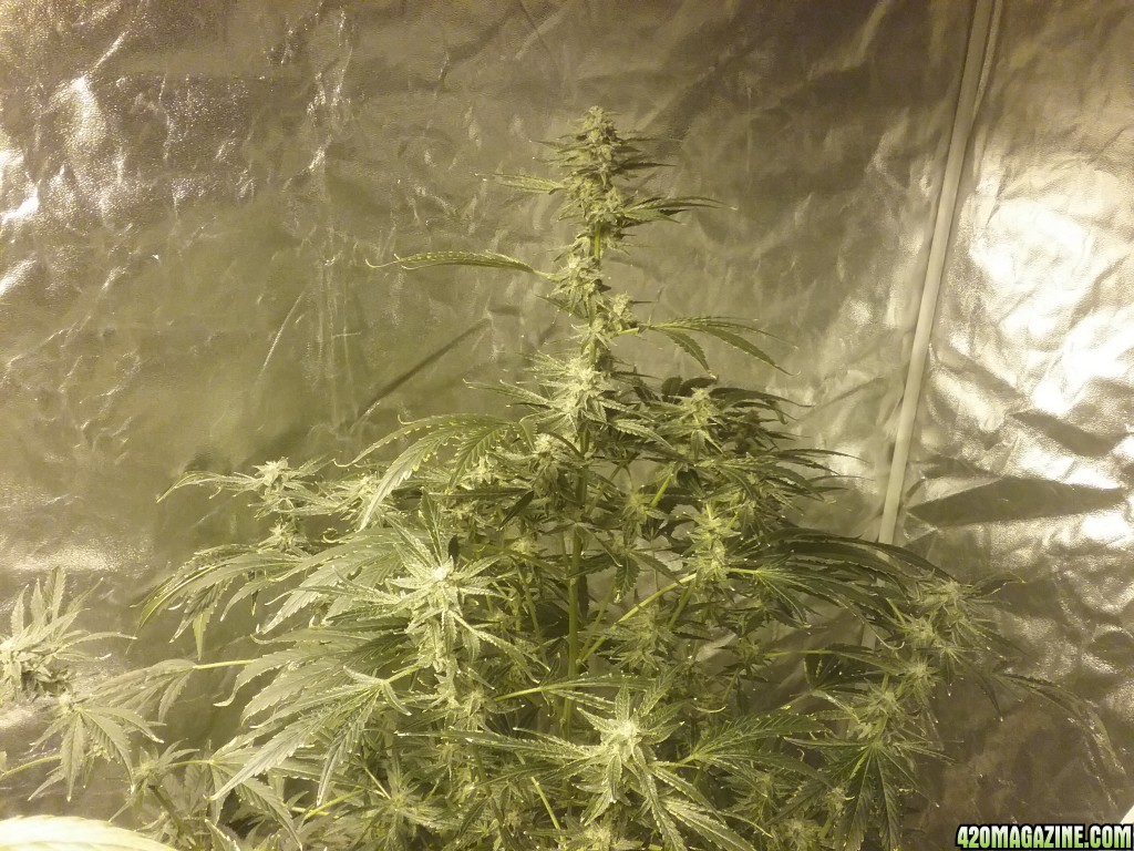 Day 61 JK2