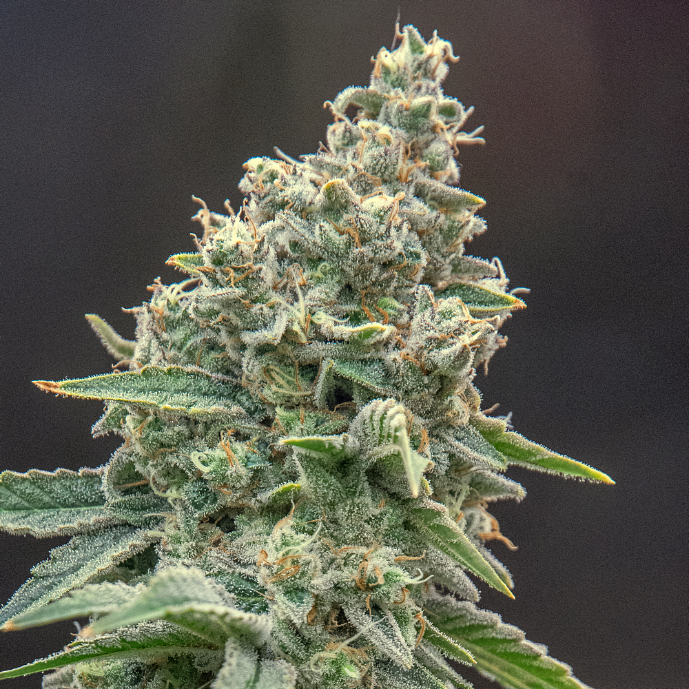 Day 61 of 102 MW bud 27 Dec.jpg