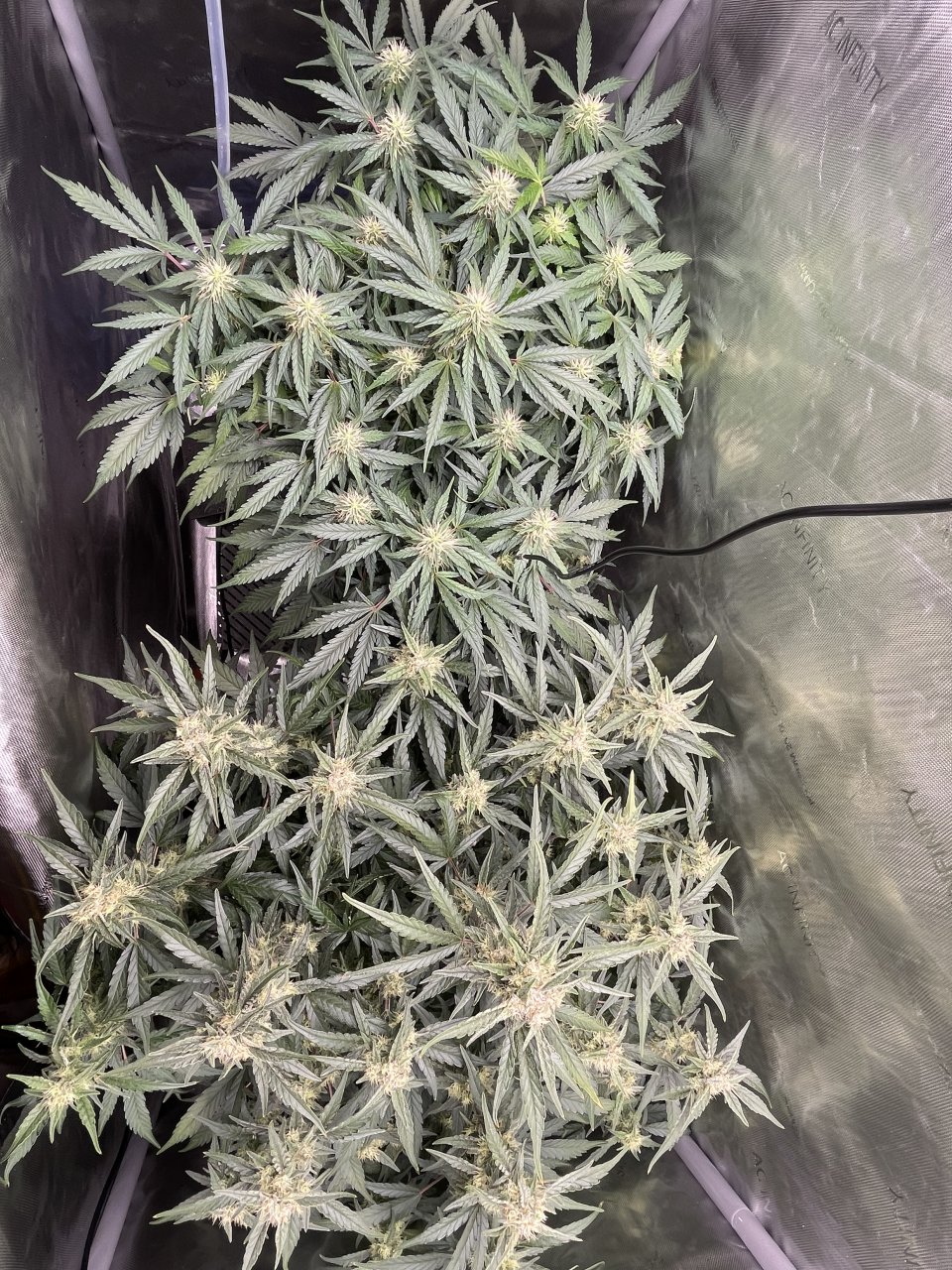 Day 63 from seed.jpeg
