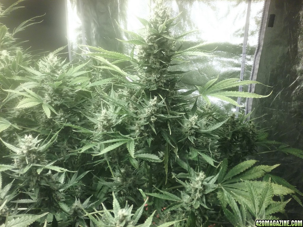 Day 64 DC1