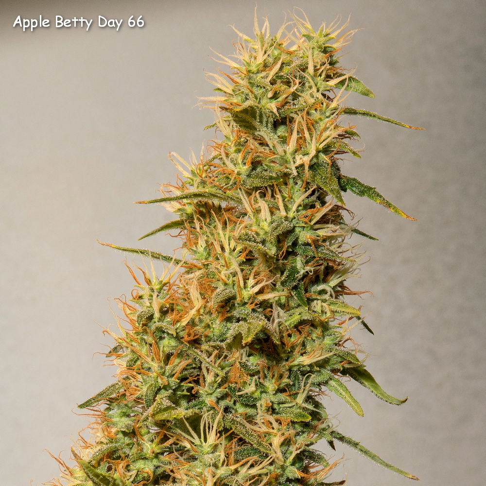 Day 66 Apple Betty bud Crop 7 May 23.jpg