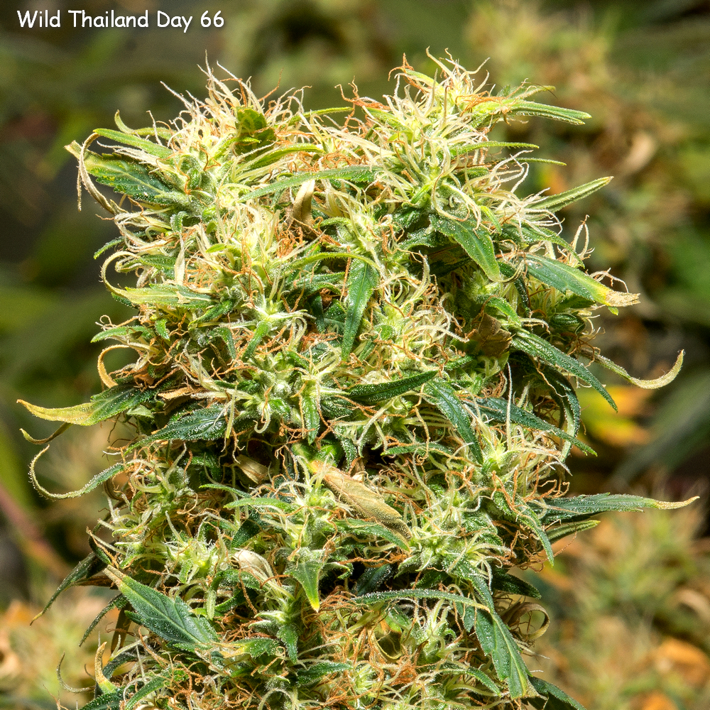 Day 66 Wild Thailand bud Crop 7 May 23.jpg