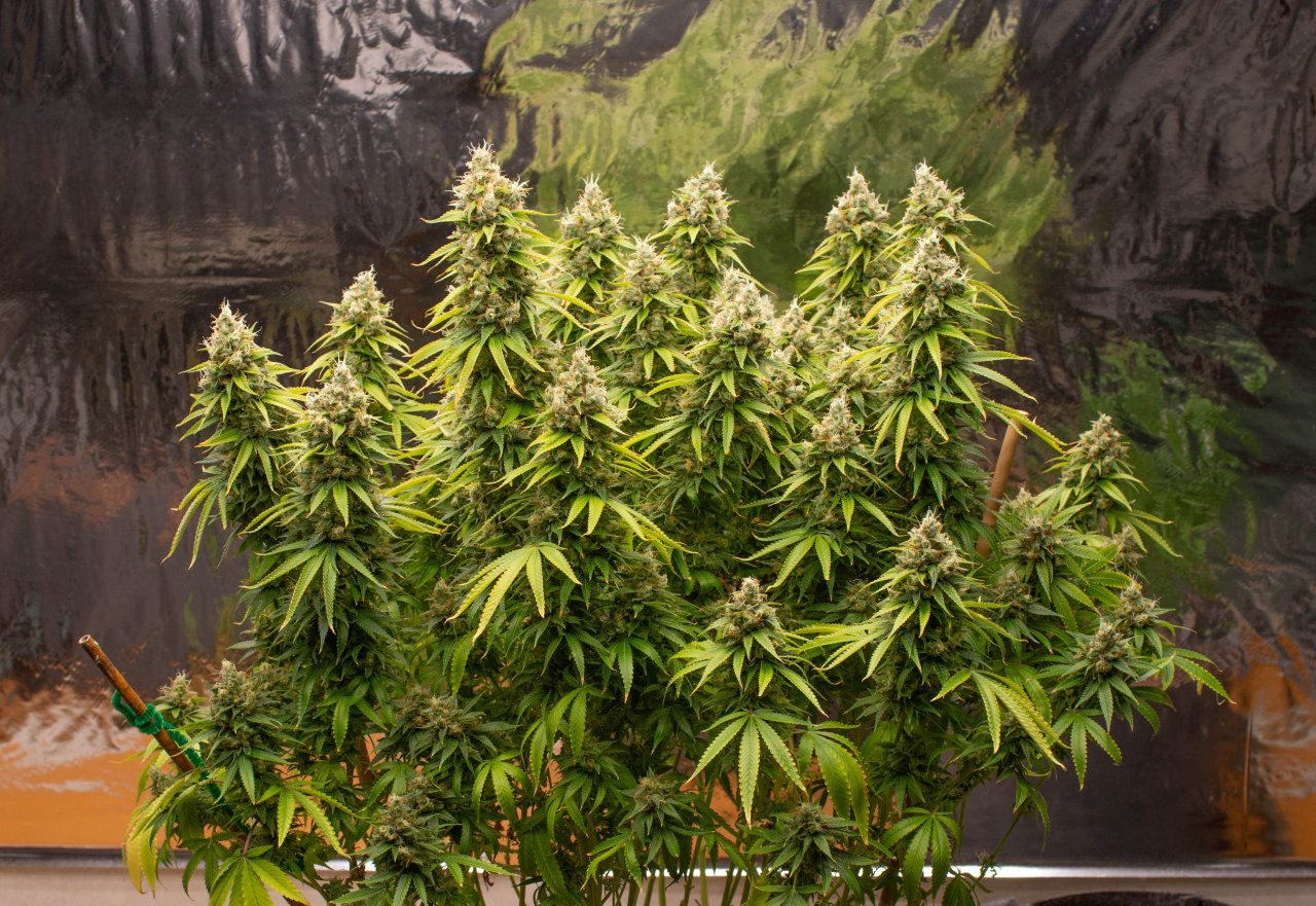 Day 67 Gorilla Zkittlez Barney's Farm.jpg