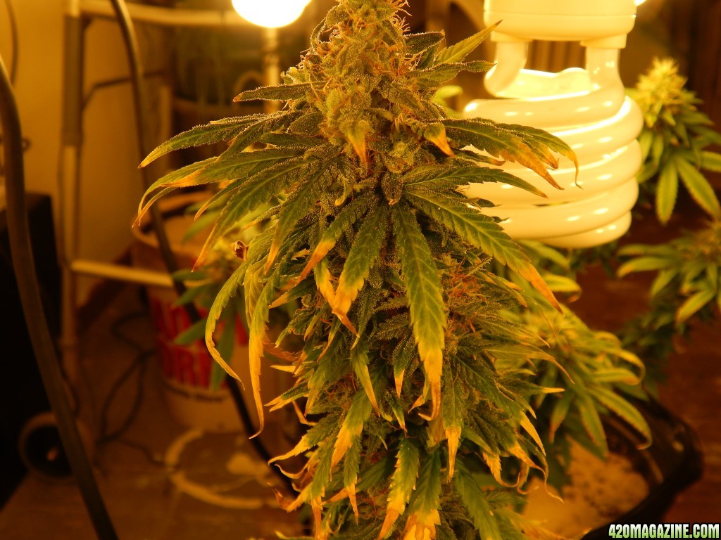 Day 69 of flowering, yellowing