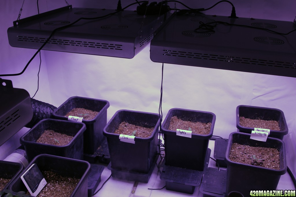 Day 7 - 10 plant grow - 2400 watt LED