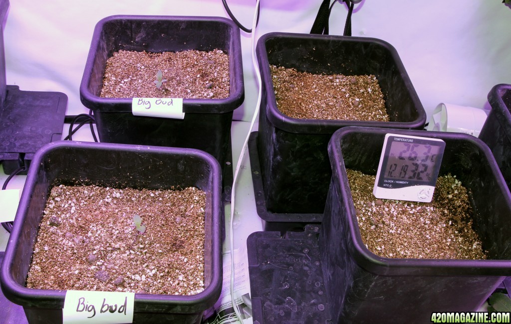 Day 7 - 10 plant grow - 2400 watt LED