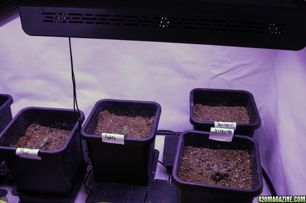 Day 7 - 10 plant grow - 2400 watt LED