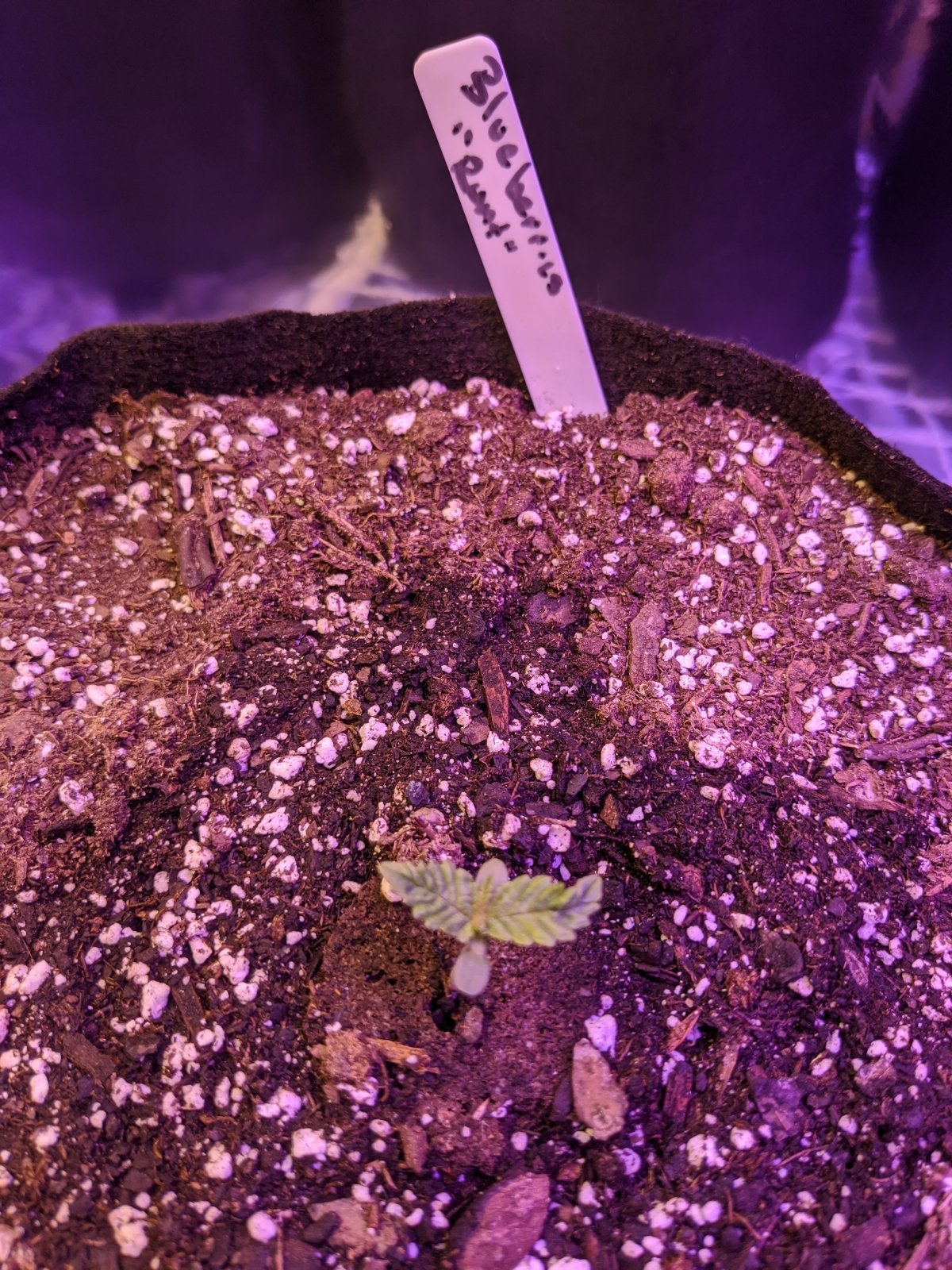 day 7 blueberries runt .jpg