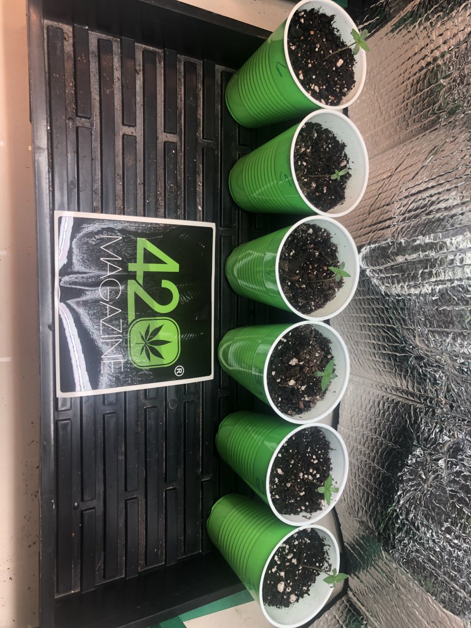 Day 7 GSC seedlings