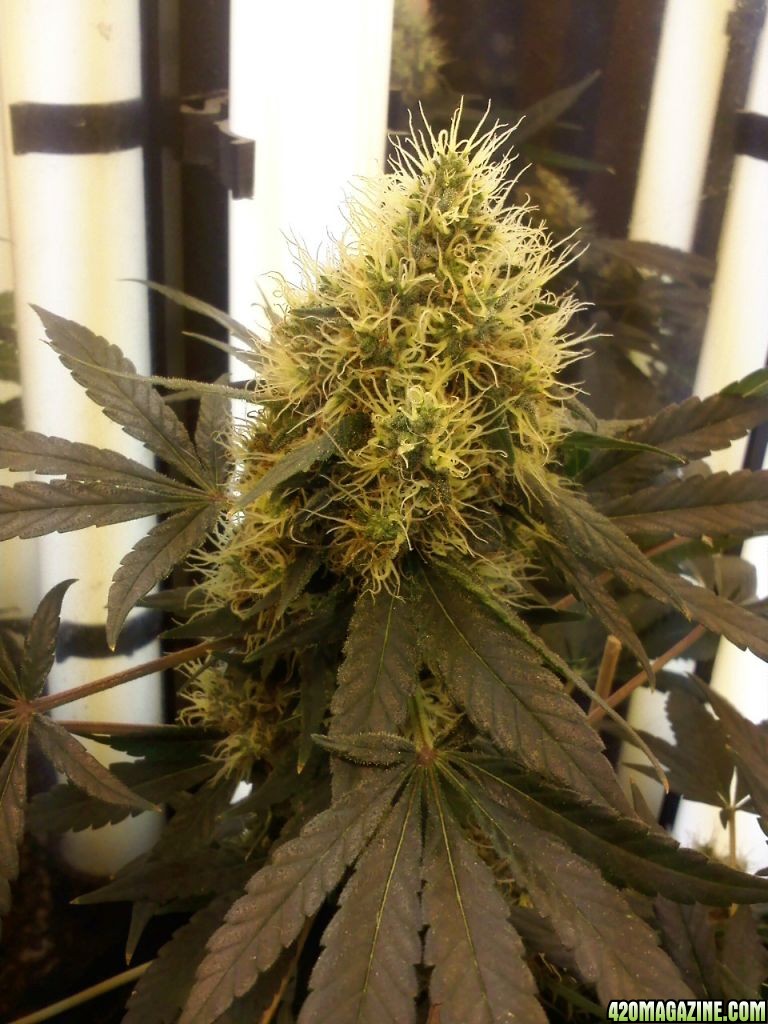 day 71 flower