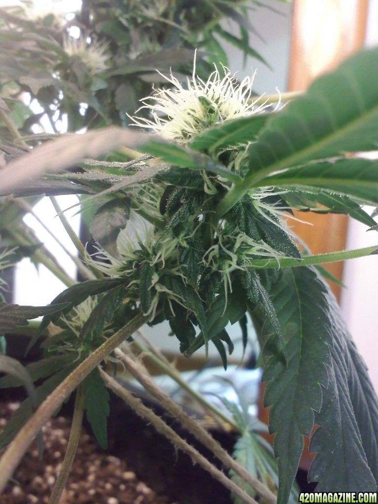 day 72/ 43 flower