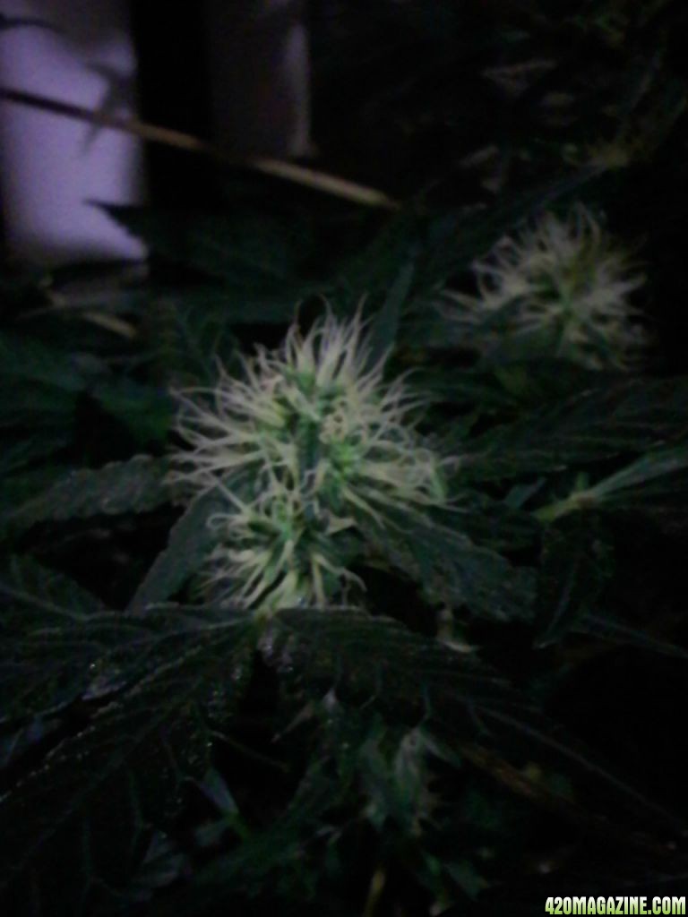 day 74/ 45 flower