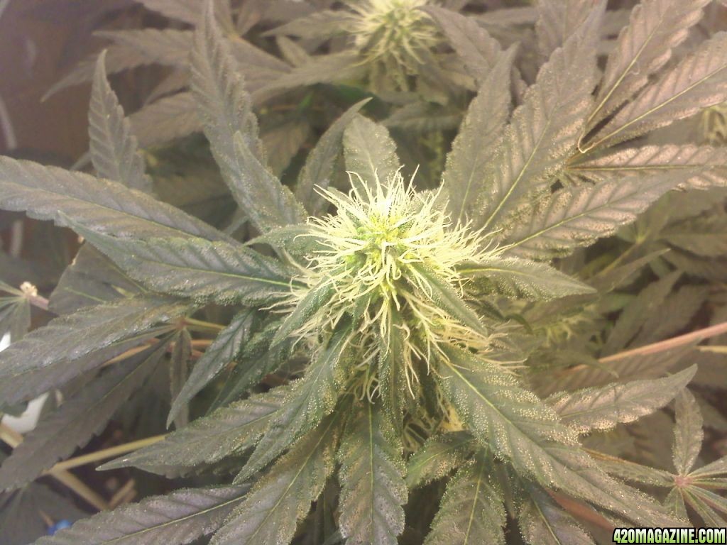 day 74, 45 flower