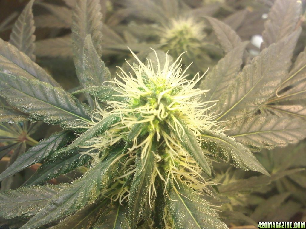 day 74, 45 flower