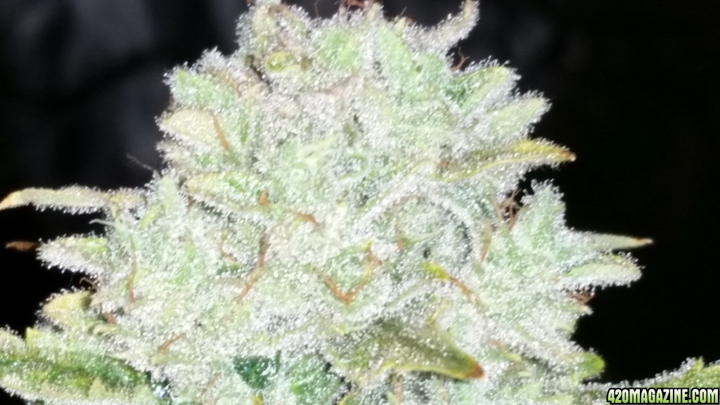 Day 78 AJK Frost