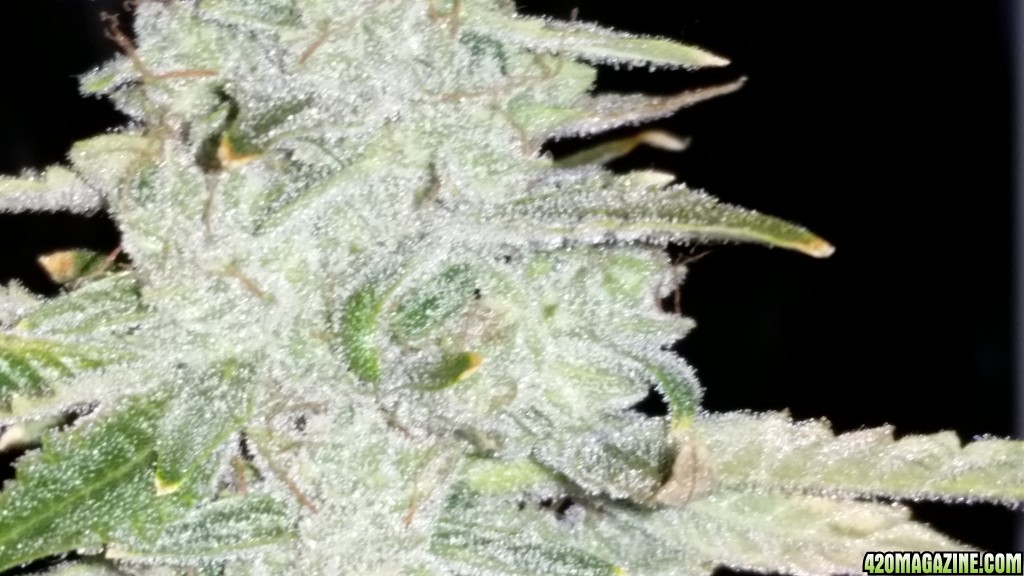 Day 78 AJK Frost