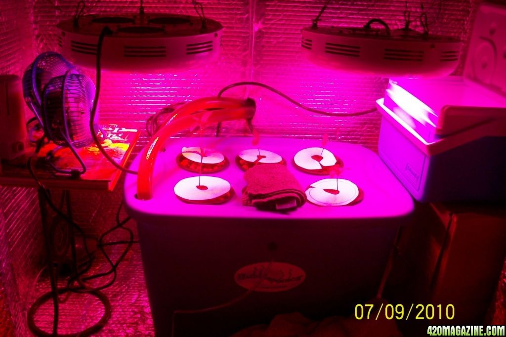 DAY 8 Acers LED Deep Water Culture White Widow Max Grow Journal - 2010