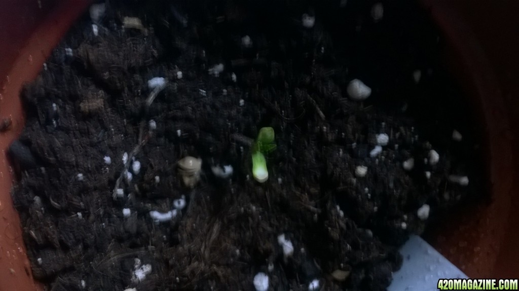 Day 8 - Bag Seed