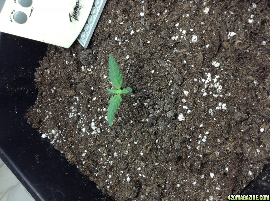 day 8 bag seed