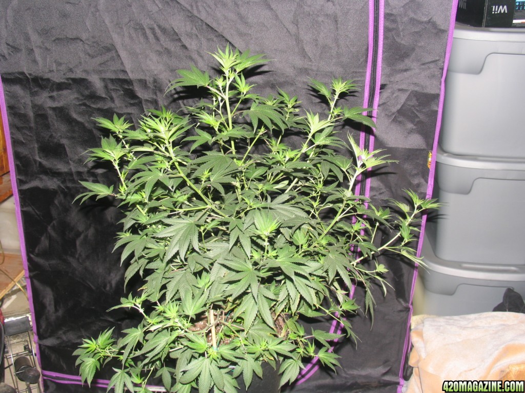 Day 8 of flower marsII 1600w