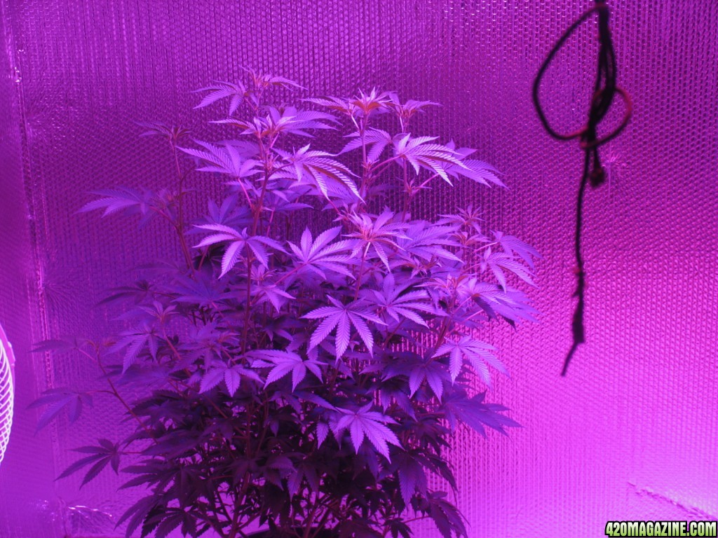 Day 8 of flower marsII 1600w