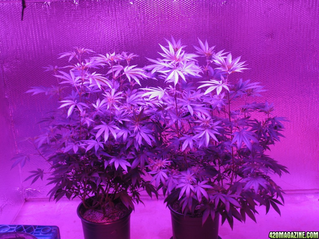 Day 8 of flower marsII 1600w